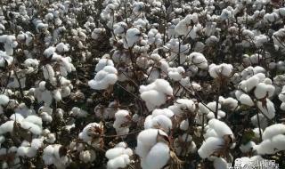 棉花的生长周期是多久 棉花的生长过程